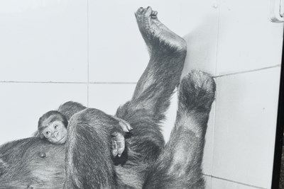 Lot 279 - FORMER BRISTOL ZOO GARDENS - PHOTOGRAPH OF DELILAH & DANIEL