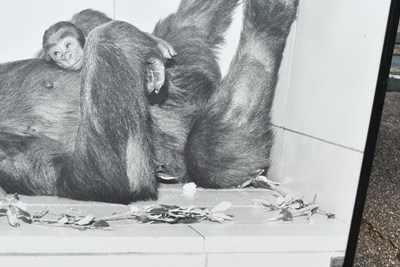Lot 279 - FORMER BRISTOL ZOO GARDENS - PHOTOGRAPH OF DELILAH & DANIEL