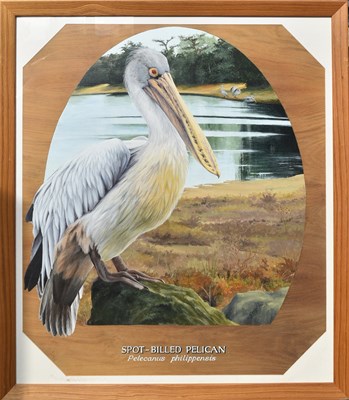 Lot 291 - FORMER BRISTOL ZOO GARDENS - 'SPOT-BILLED PELICAN' - SUSAN JANE (1999) - PAINTING