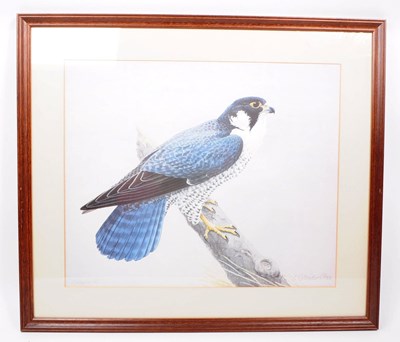 Lot 324 - K RICHARDSON - LIMITED EDITION PRINT OF PEREGRINE FALCON