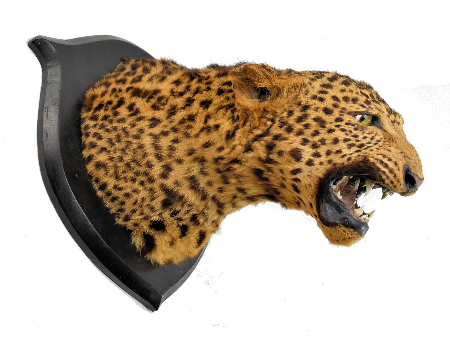 Lot 2 - 19TH CENTURY VICTORIAN TAXIDERMIED LEOPARD'S HEAD