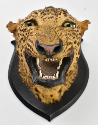 Lot 2 - 19TH CENTURY VICTORIAN TAXIDERMIED LEOPARD'S HEAD