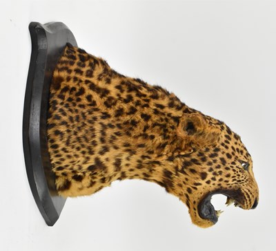 Lot 2 - 19TH CENTURY VICTORIAN TAXIDERMIED LEOPARD'S HEAD