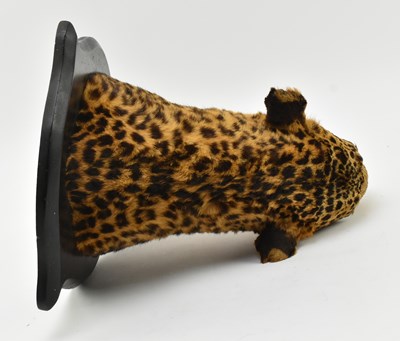 Lot 2 - 19TH CENTURY VICTORIAN TAXIDERMIED LEOPARD'S HEAD