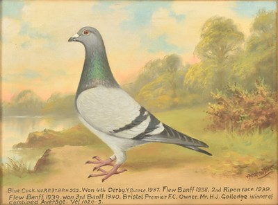 Lot 560 - ANDREW BEER (1862-1954) - BLUE COCK PIGEON - OIL ON CANVAS PAINTING