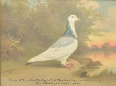 Lot 540 - ANDREW BEER (1862-1954) - WINNER OF YOUNG BIRD FLY - OIL ON CANVAS PAINTING