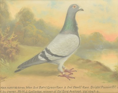 Lot 570 - ANDREW BEER (1862-1954) - BLUE HEN PIGEON - OIL ON CANVAS PAINTING