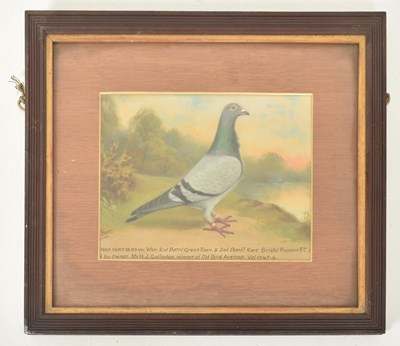 Lot 570 - ANDREW BEER (1862-1954) - BLUE HEN PIGEON - OIL ON CANVAS PAINTING