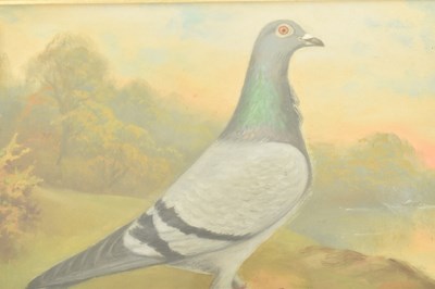 Lot 570 - ANDREW BEER (1862-1954) - BLUE HEN PIGEON - OIL ON CANVAS PAINTING