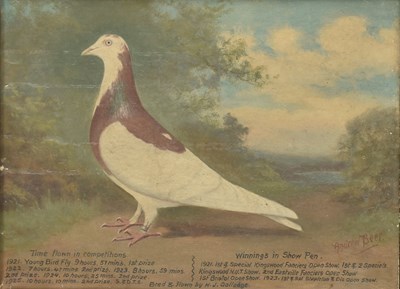 Lot 575 - ANDREW BEER (1862-1954) - BLUE HEN PIGEON- OIL ON CANVAS PAINTING