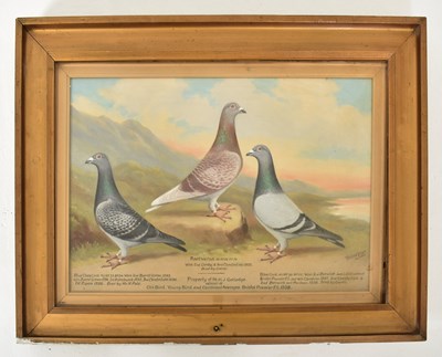 Lot 550 - ANDREW BEER (1862-1954) - BLUE CHEQ COCK, RED CHEQ COCK & BLUE COCK - OIL ON CANVAS