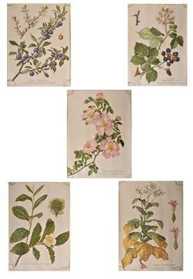 Lot 289 - BOTANICAL INTEREST - FIVE 20TH CENTURY WOVEN PAPER POSTERS